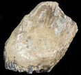 Partial Southern Mammoth Molar - Hungary #45562-2